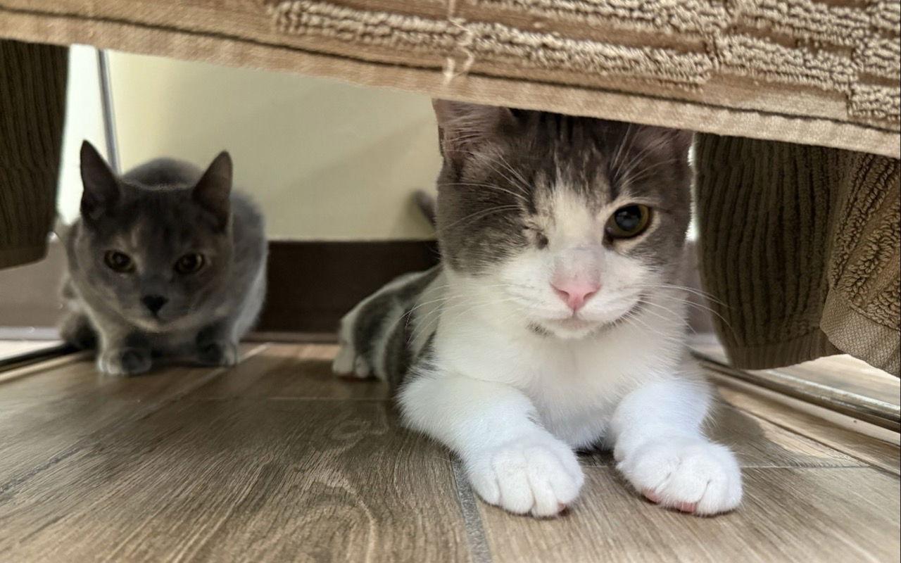 Enlarge Sonny (bonded with Cher), a Adoptable Domestic Short Hair in Oakland, CA image 3/3