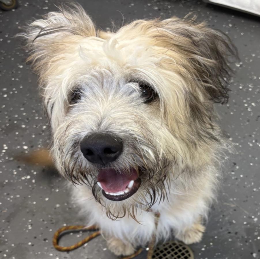 Bali, Young Male Wheaten Terrier