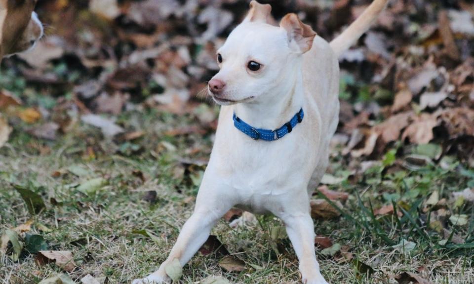 Aden, a Adoptable mixed breed in Boston, MA image 6/6