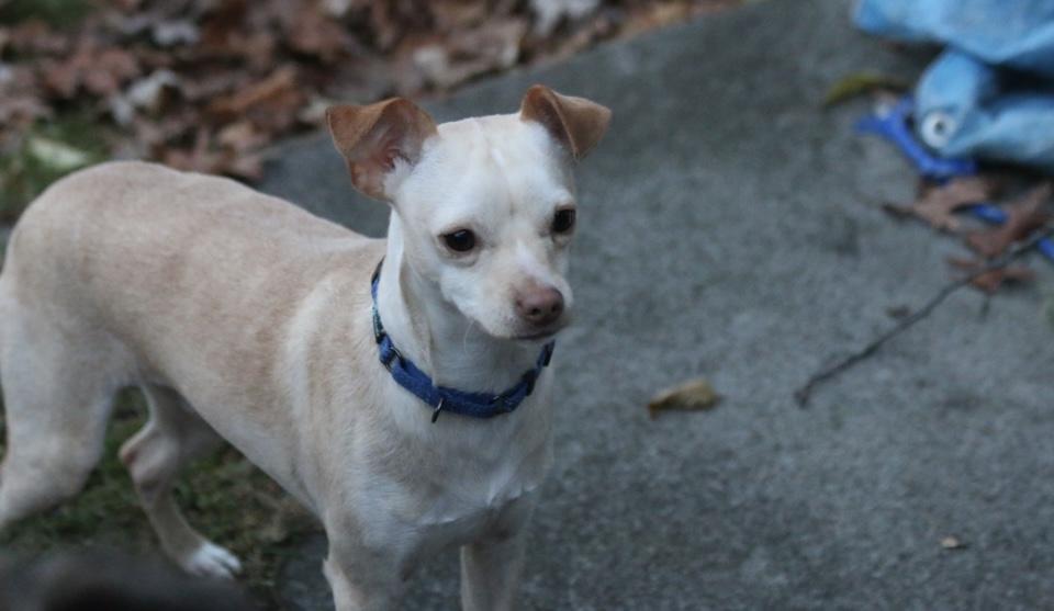 Aden, a Adoptable mixed breed in Boston, MA image 5/6