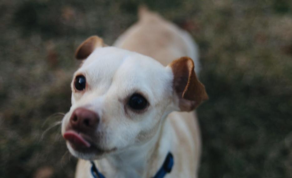 Aden, a Adoptable mixed breed in Boston, MA image 1/6