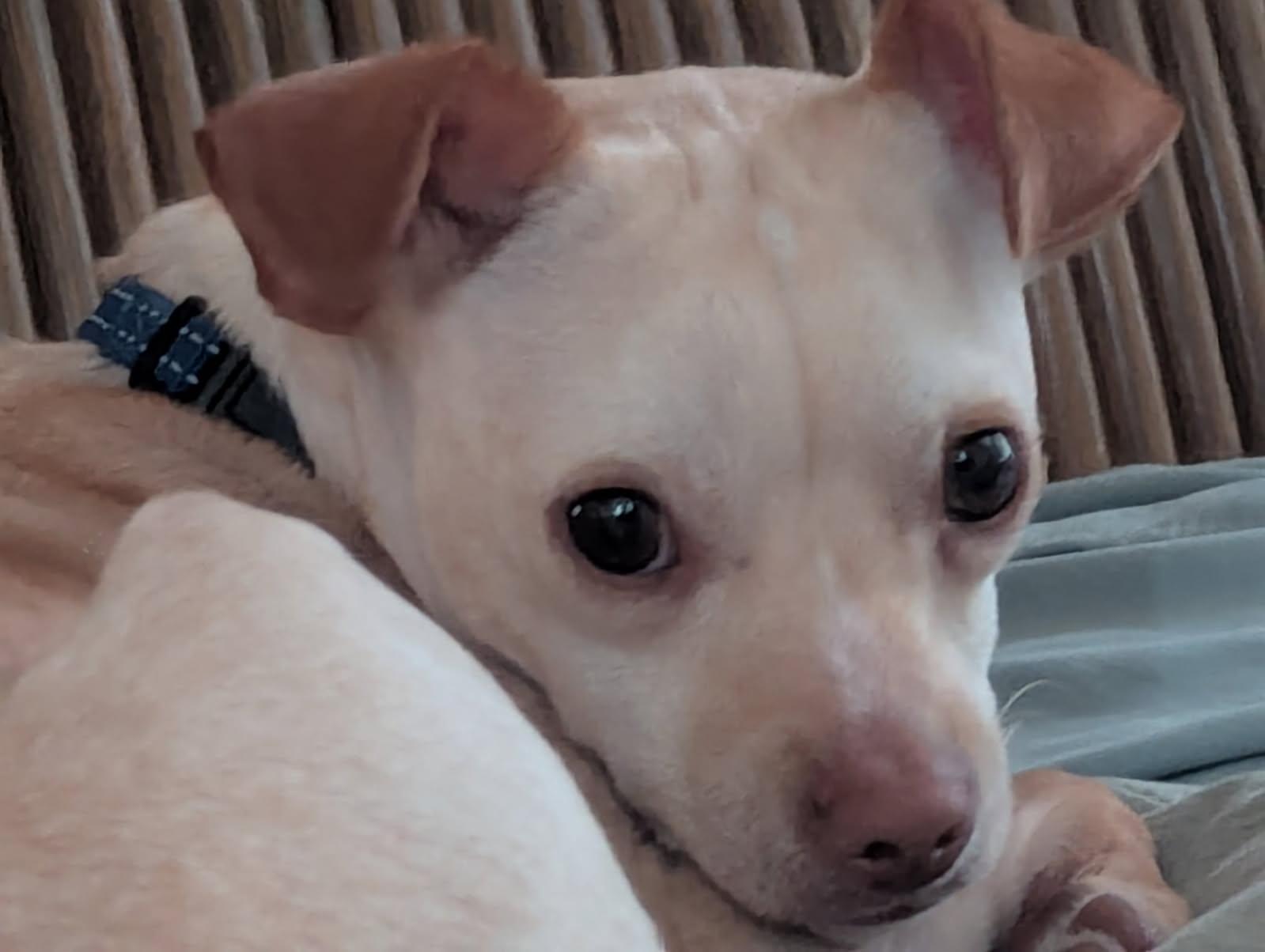 Aden, a Adoptable mixed breed in Boston, MA image 2/6