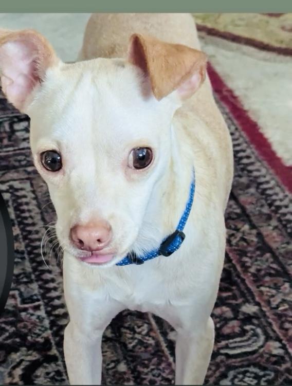 Aden, a Adoptable mixed breed in Boston, MA image 3/6