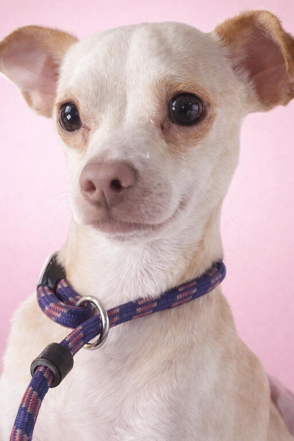 Aden, Adoptable, Young Male Chihuahua & Beagle.
