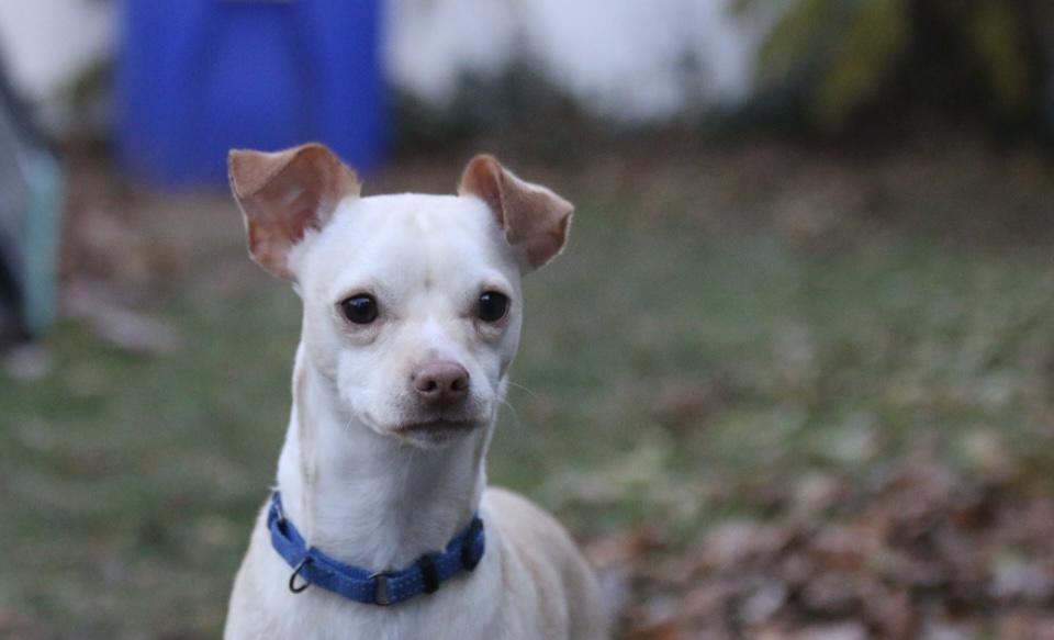 Aden, a Adoptable mixed breed in Boston, MA image 4/6