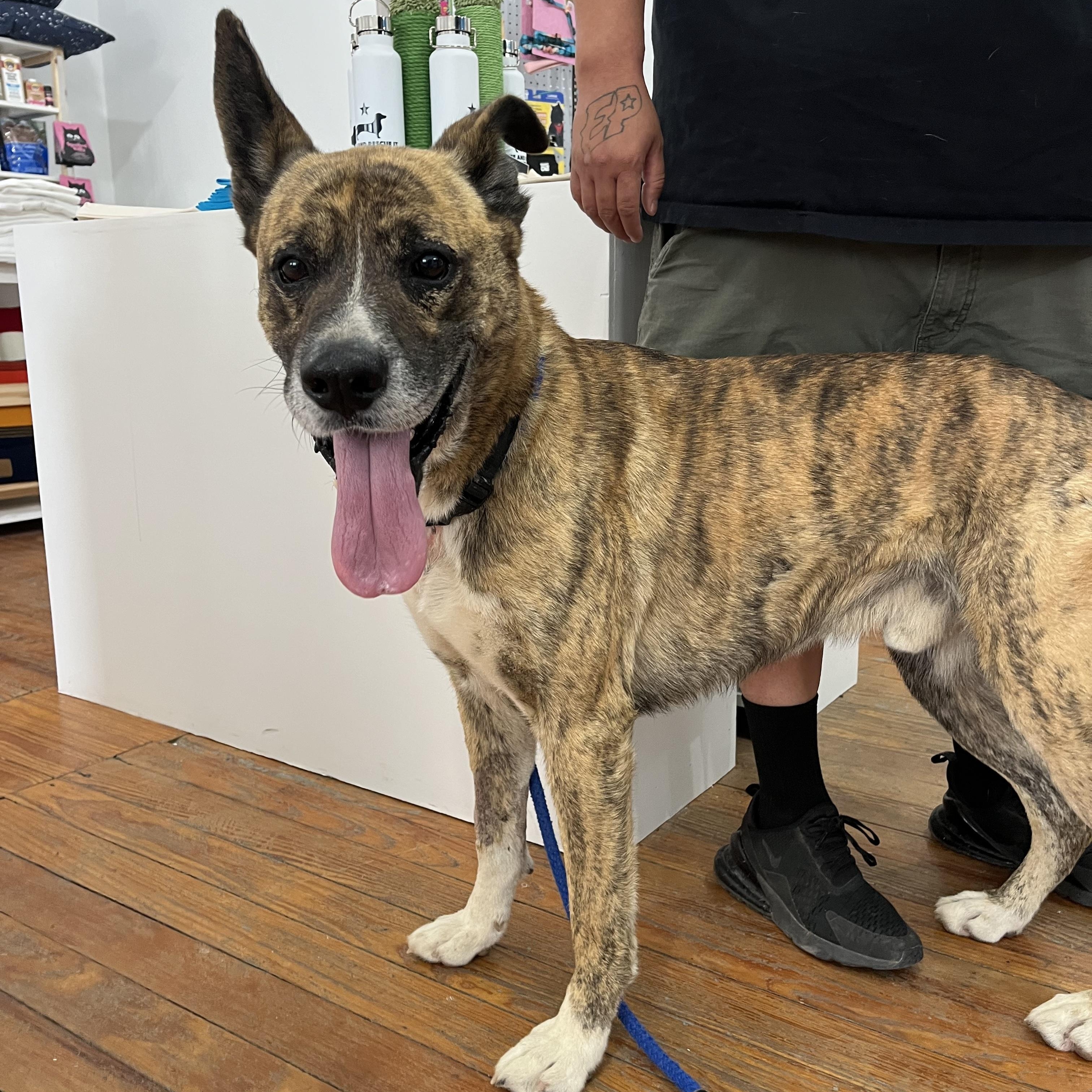 Enlarge Namir, a ADOPTABLE mixed breed in Marfa, TX image 2/6