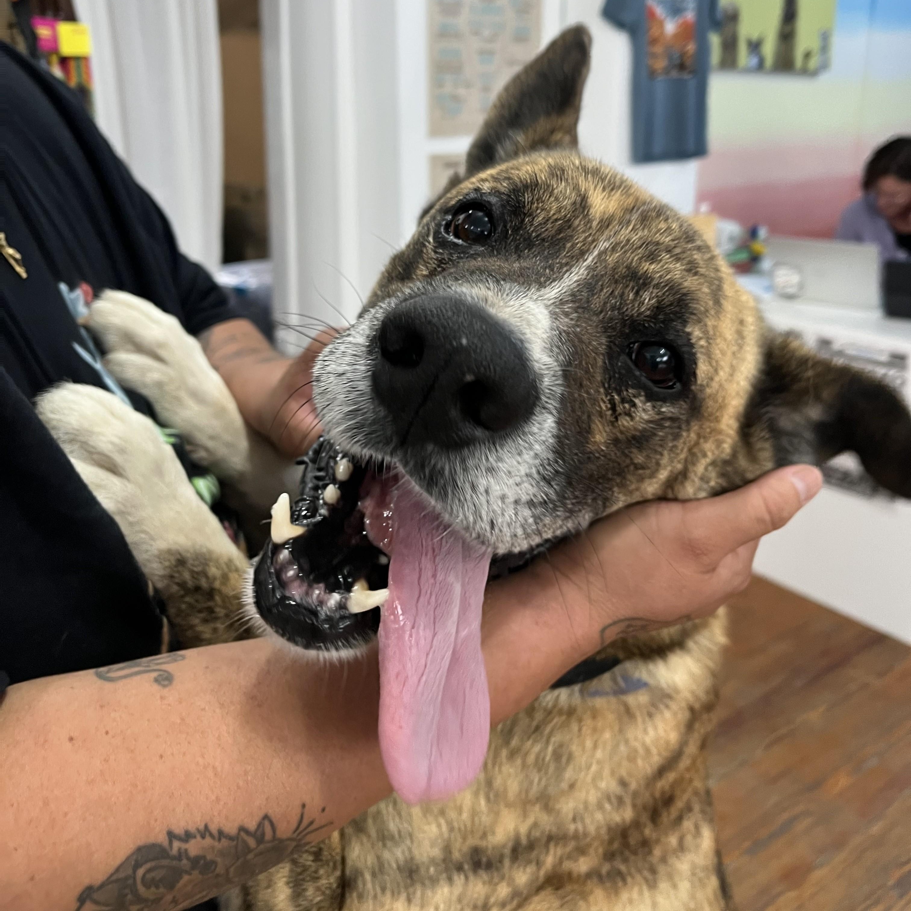 Enlarge Namir, a ADOPTABLE mixed breed in Marfa, TX image 1/6