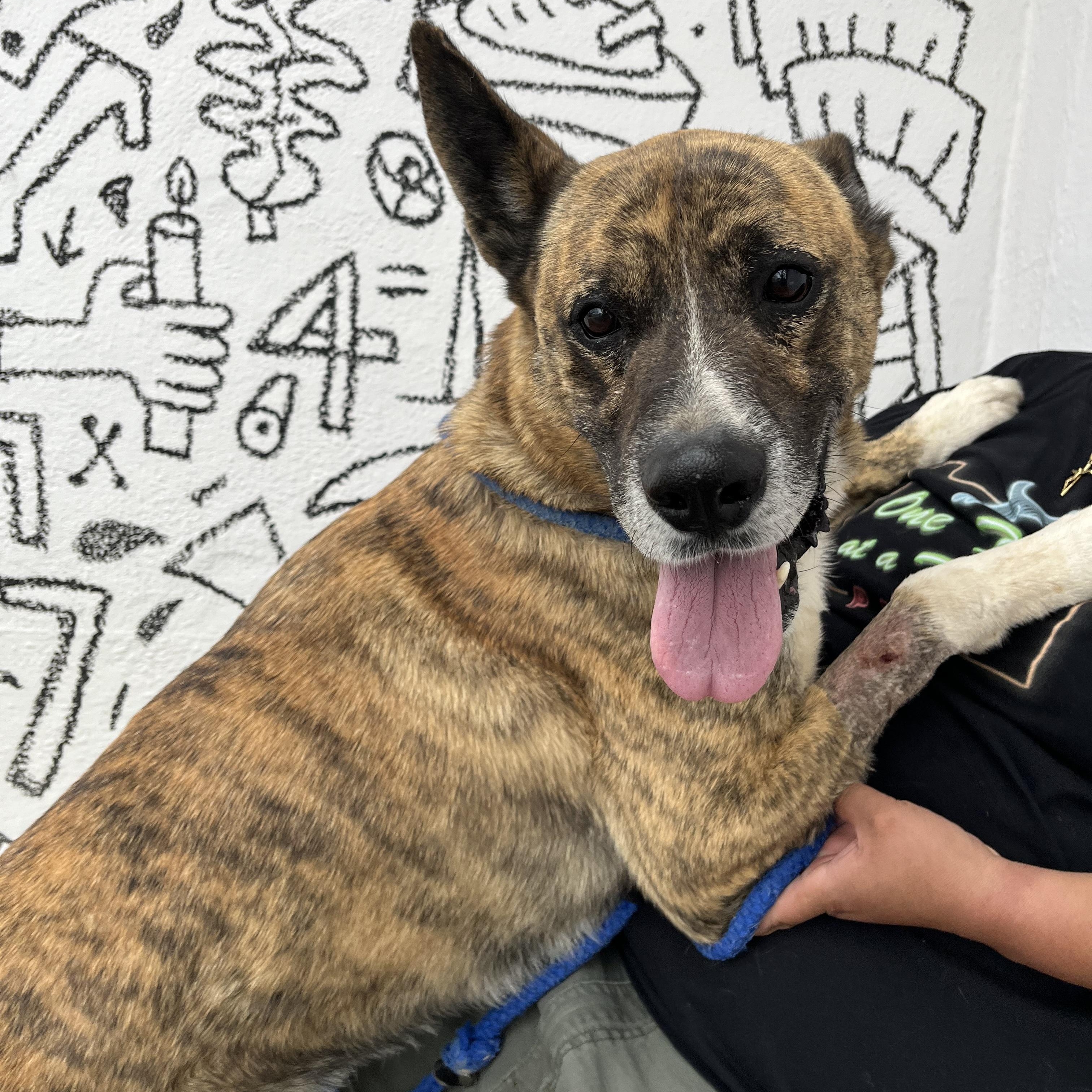 Enlarge Namir, a ADOPTABLE mixed breed in Marfa, TX image 4/6