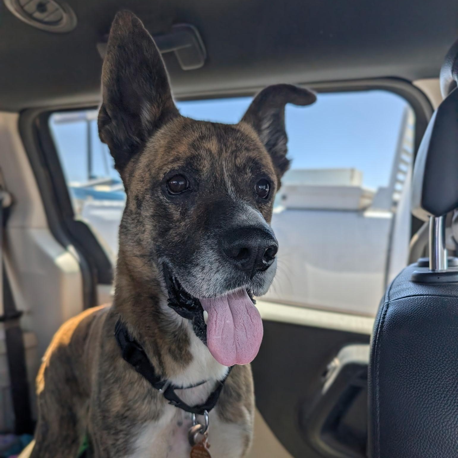 Enlarge Namir, a ADOPTABLE mixed breed in Marfa, TX image 6/6