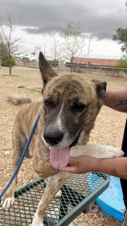 Enlarge Namir, a ADOPTABLE mixed breed in Marfa, TX video 5/6