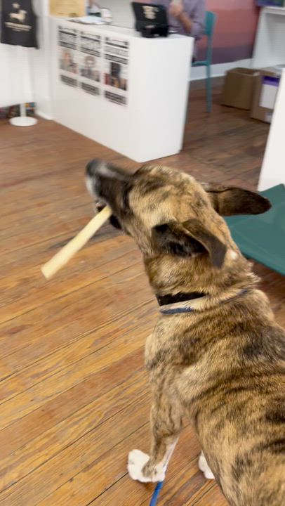 Enlarge Namir, a ADOPTABLE mixed breed in Marfa, TX video 3/6
