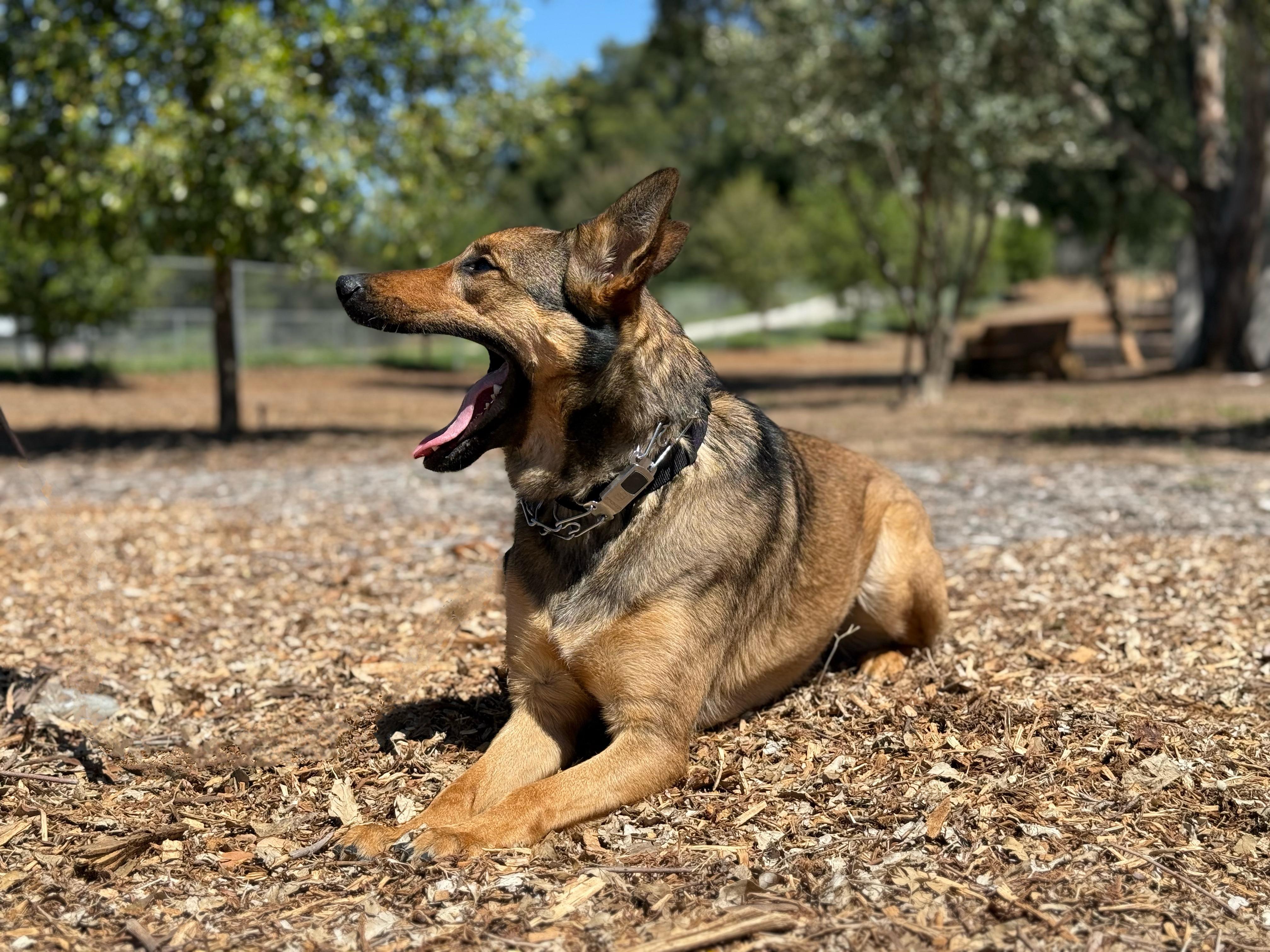 Duchess 3