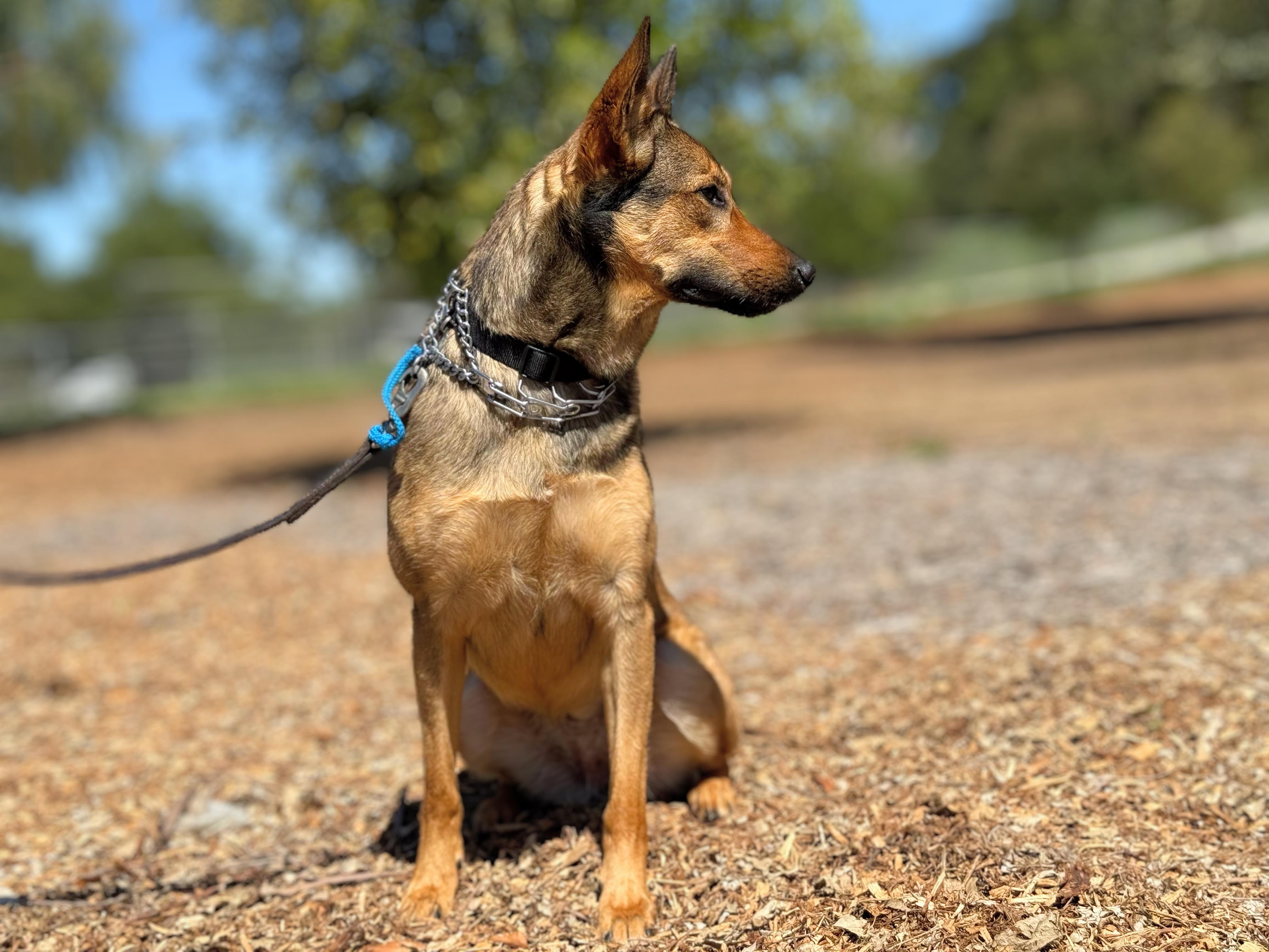 Duchess 2