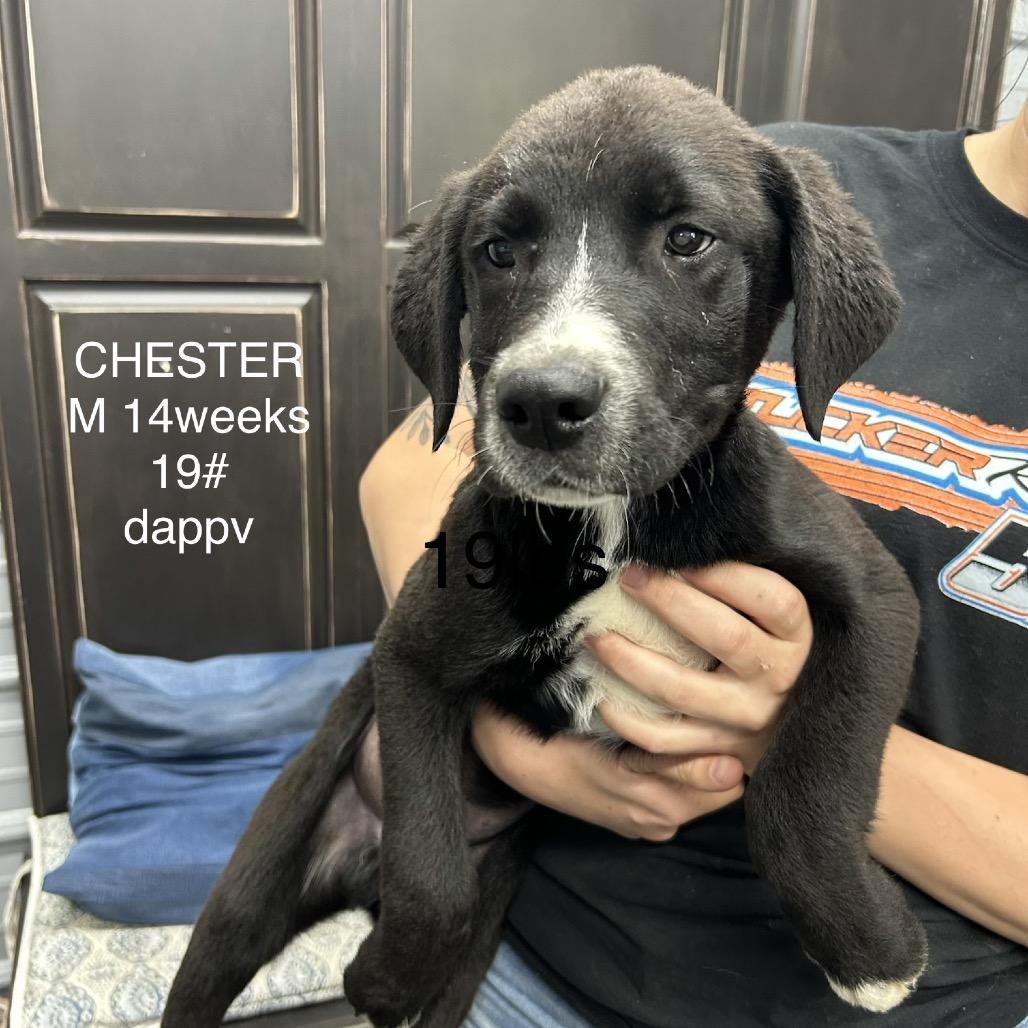 CCKY-Stray-372, Adoptable, Puppy Male Black Labrador Retriever.