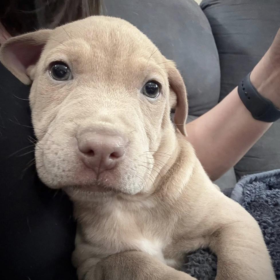 908 (2025), Adoptable, Puppy Female Pit Bull Terrier.