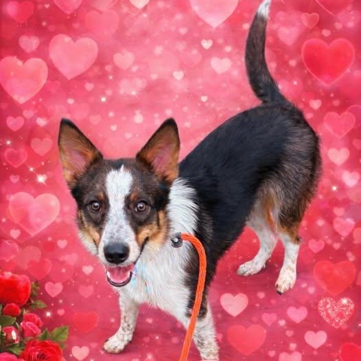 Enlarge TALTY, a Adoptable mixed breed in Garland, TX image 2/3