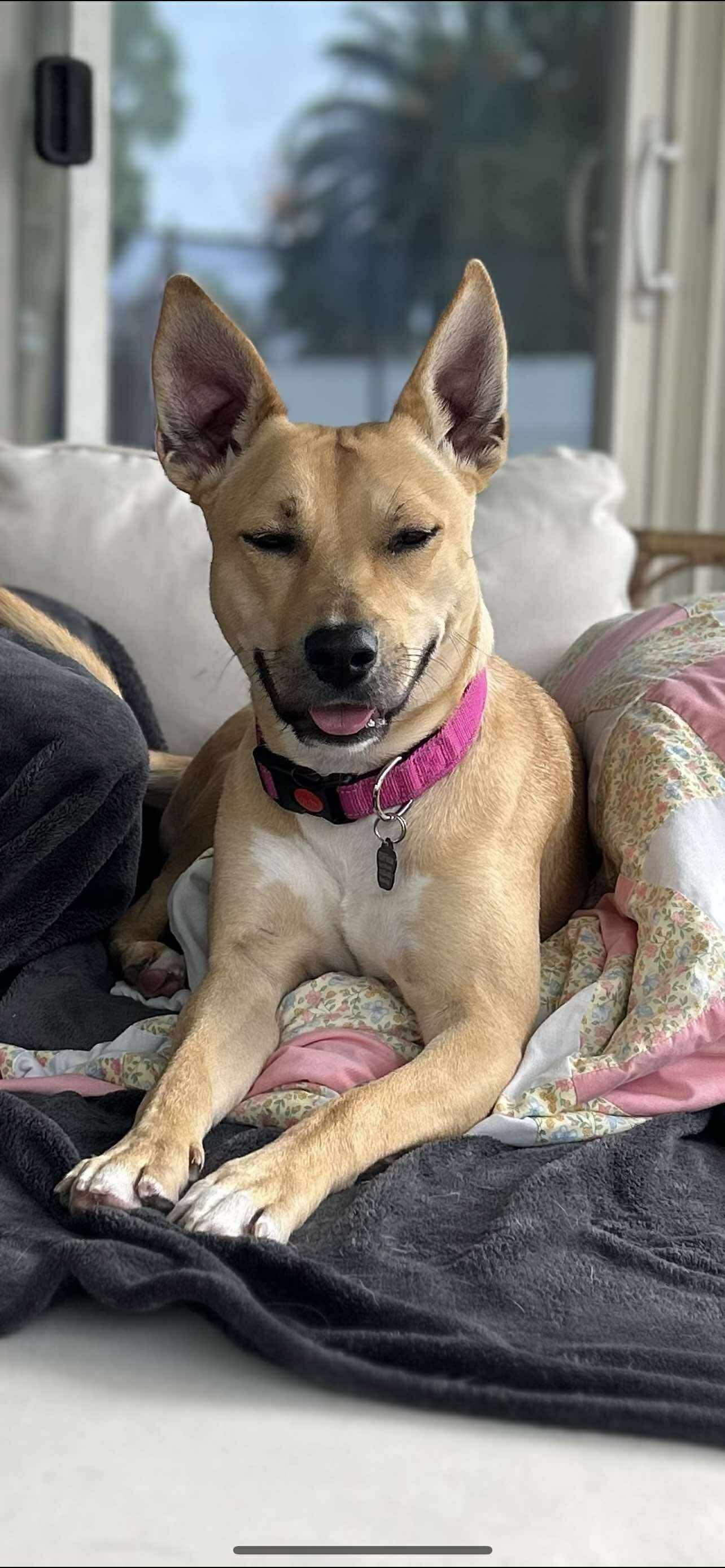 Thelma, Adoptable, Young Female Labrador Retriever & Basenji.