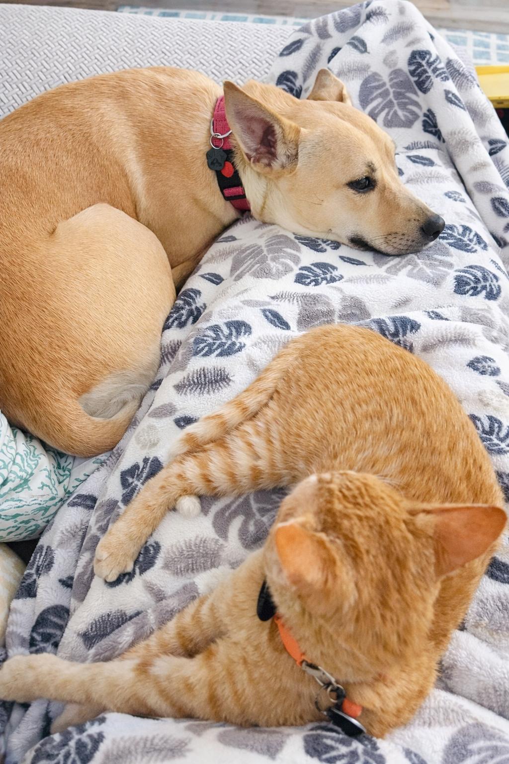 Enlarge Thelma, a Adoptable mixed breed in Orange, CA image 2/3