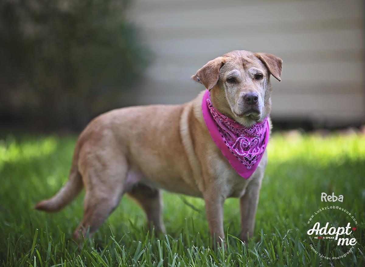 Reba, a Adoptable Labrador Retriever in Austin, TX image 1/4