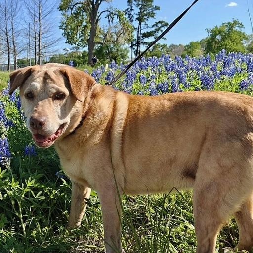 Reba, Adoptable, Senior Female Labrador Retriever.