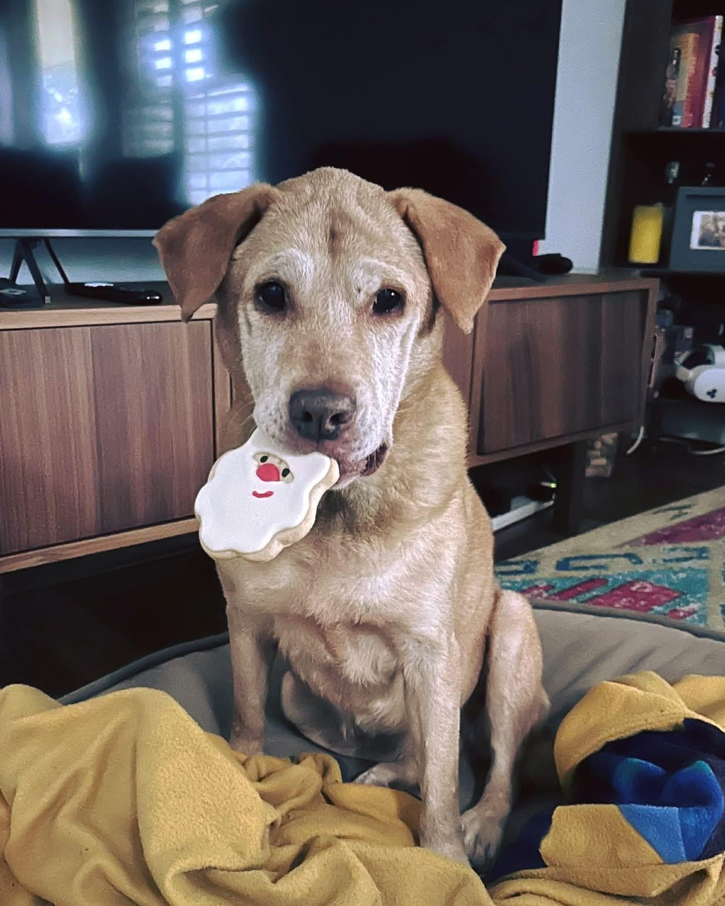 Enlarge Reba, a Adoptable Labrador Retriever in Austin, TX image 2/3