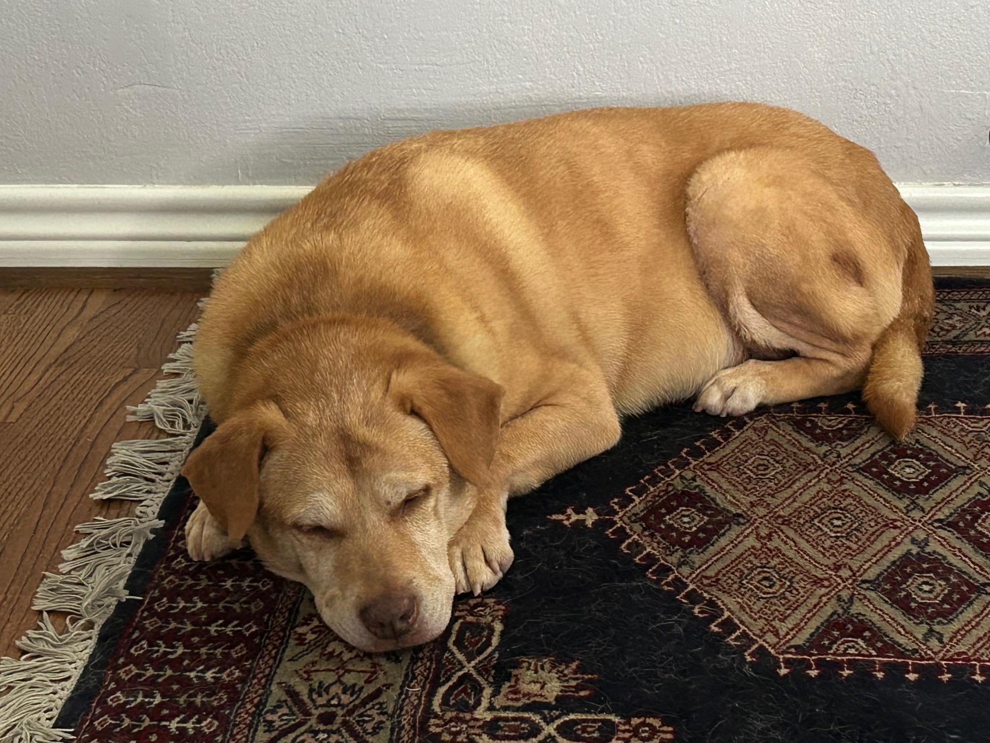 Reba, a Adoptable Labrador Retriever in Austin, TX image 4/4