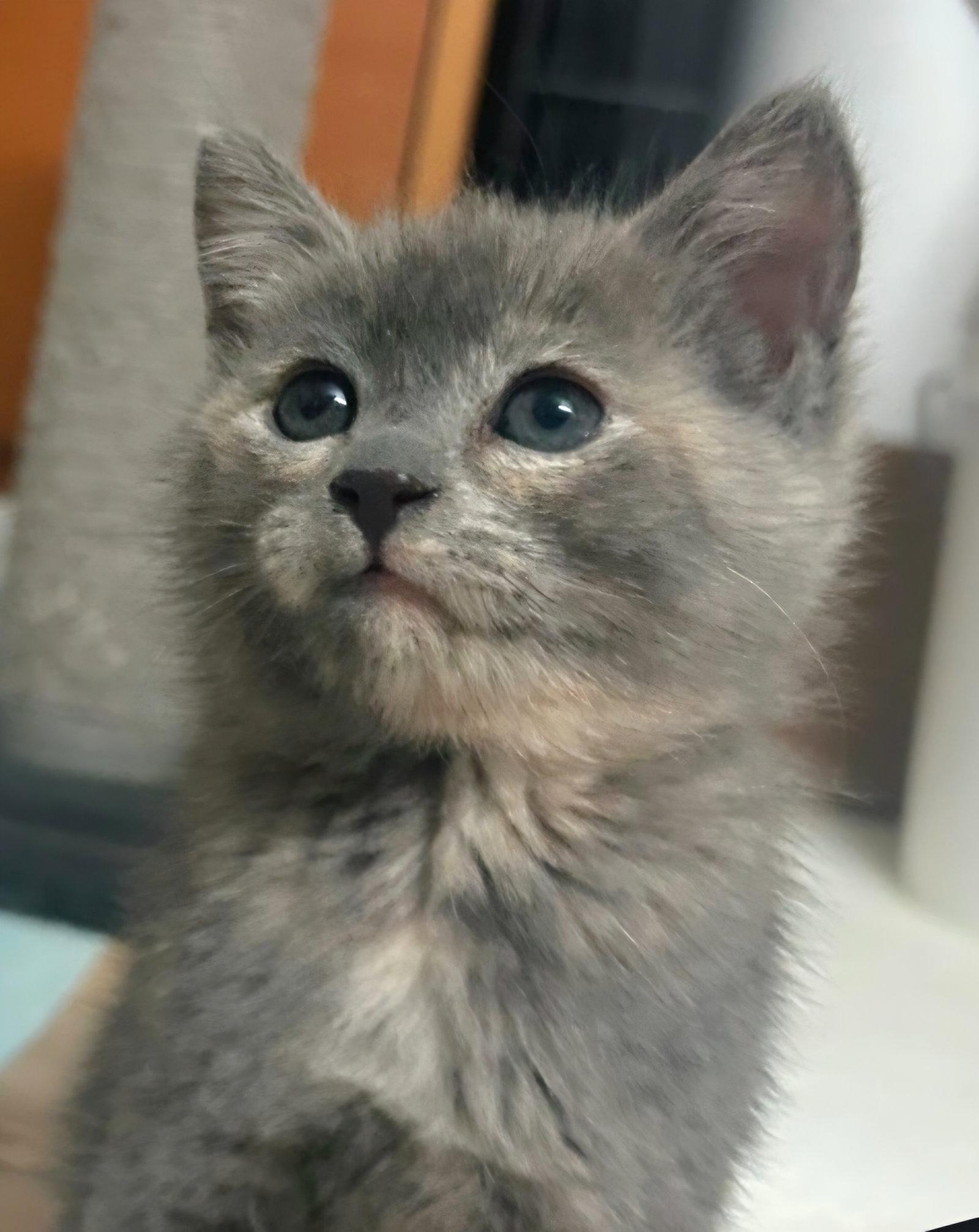 Louise, Adoptable, Kitten Female Dilute Tortoiseshell & Domestic Short Hair.