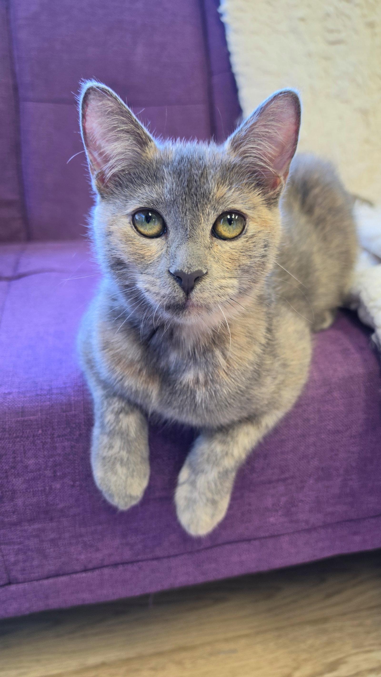 Enlarge Louise, a Adoptable mixed breed in Campbell, CA image 2/2