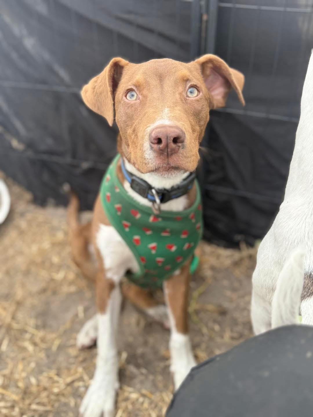Caleb, Adoptable, Puppy Male Mixed Breed.