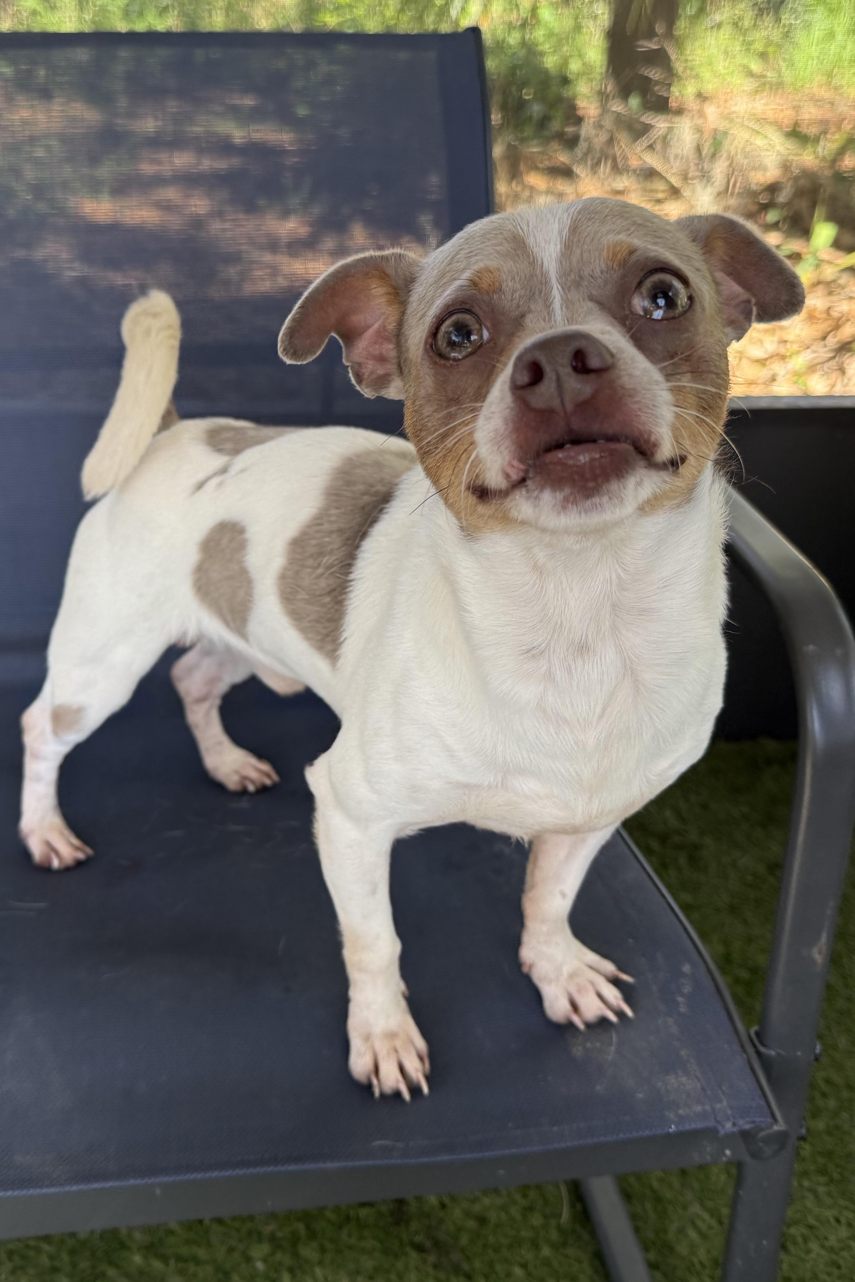 Dudley, a Adoptable mixed breed in Plant City, FL image 3/3