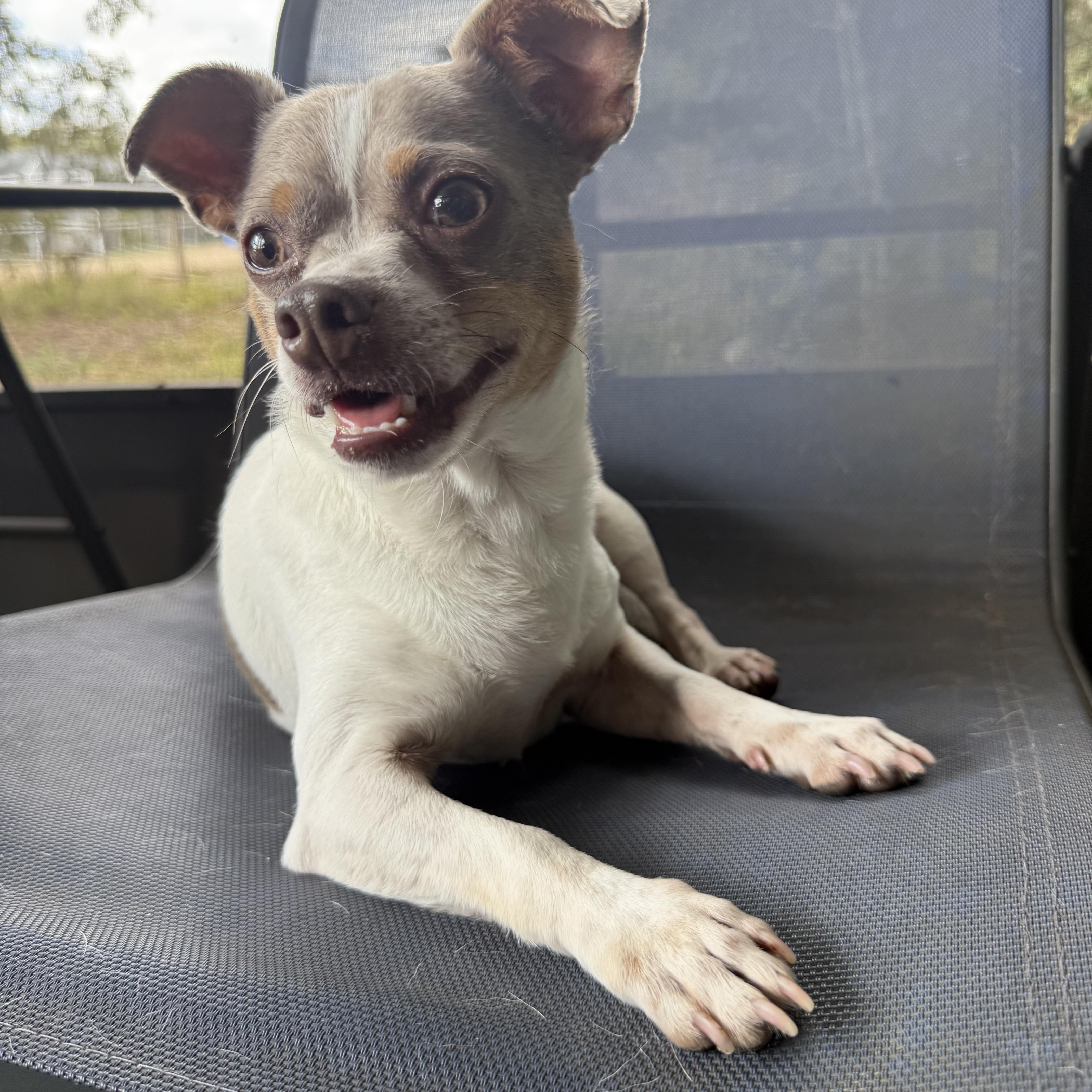Enlarge Dudley, a Adoptable mixed breed in Plant City, FL image 4/6