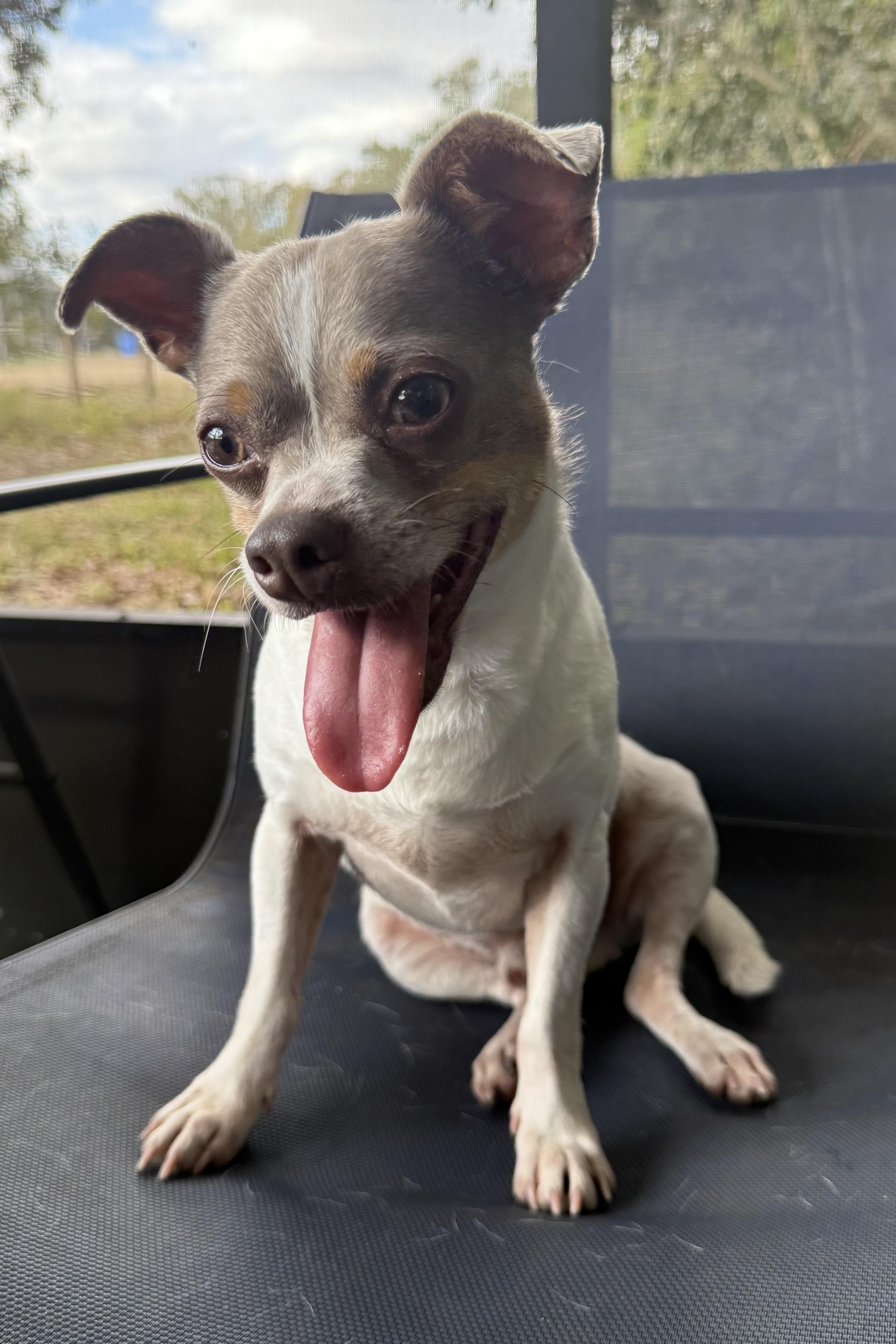 Enlarge Dudley, a Adoptable mixed breed in Plant City, FL image 5/6