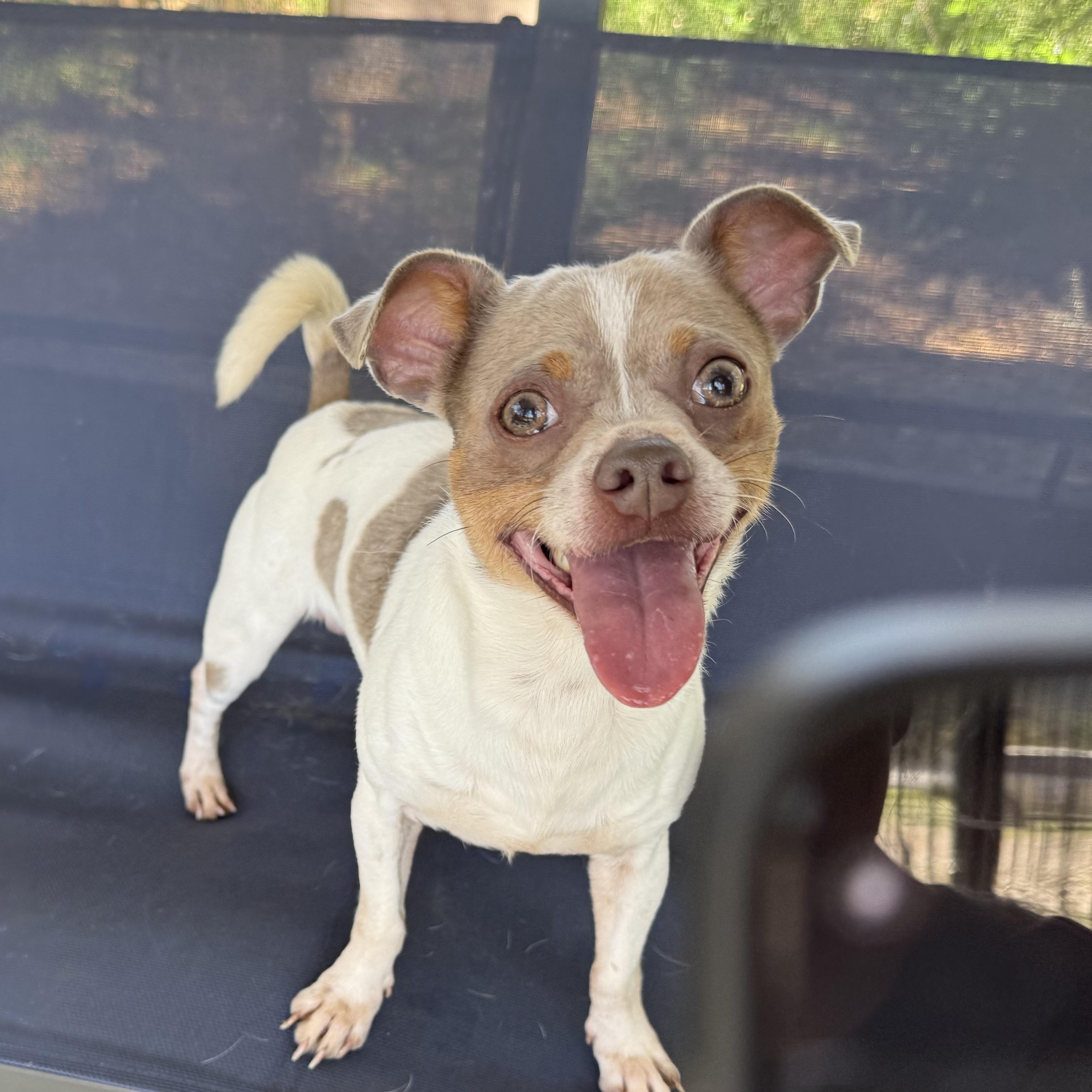 Dudley, a Adoptable mixed breed in Plant City, FL image 1/3