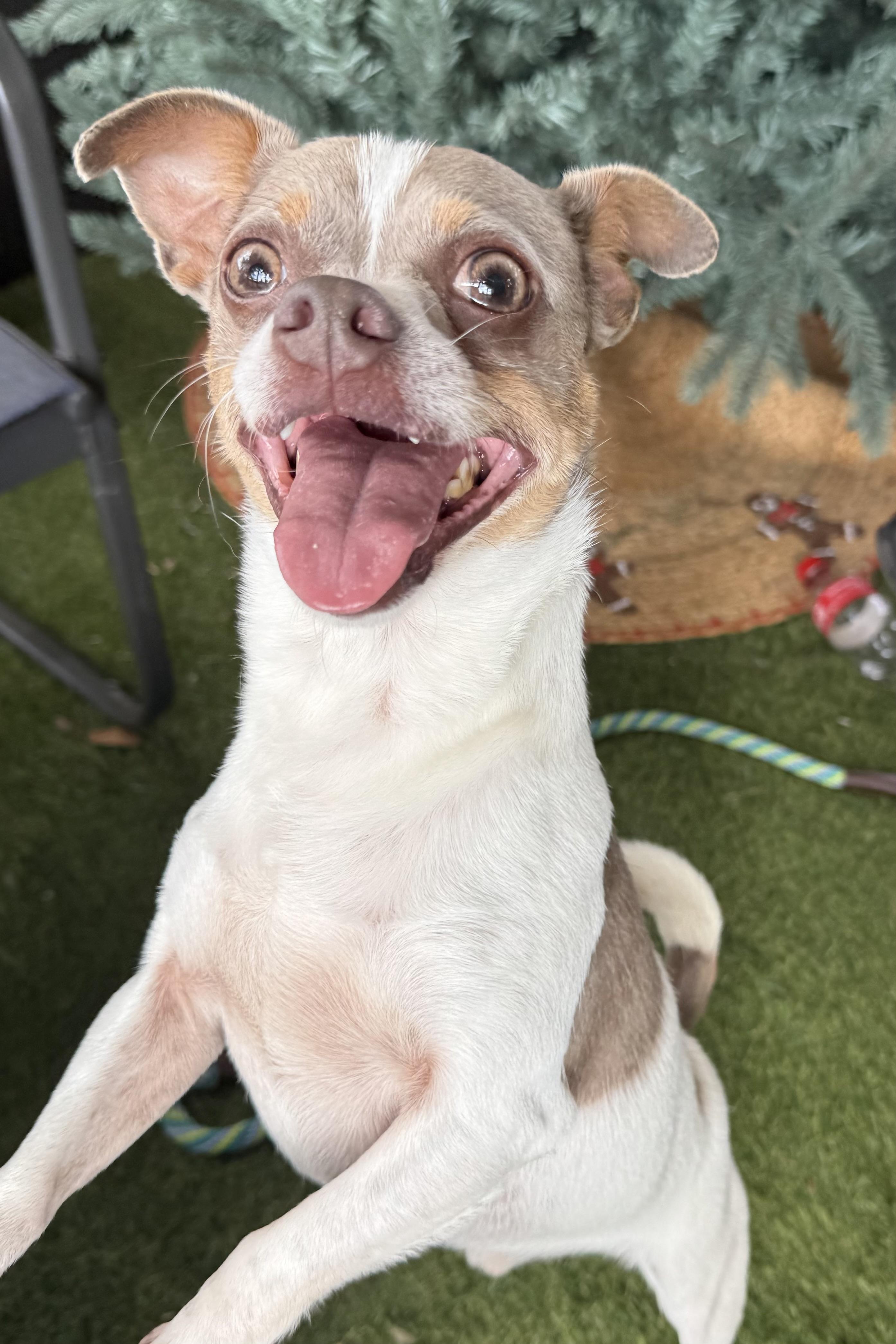 Enlarge Dudley, a Adoptable mixed breed in Plant City, FL image 2/6