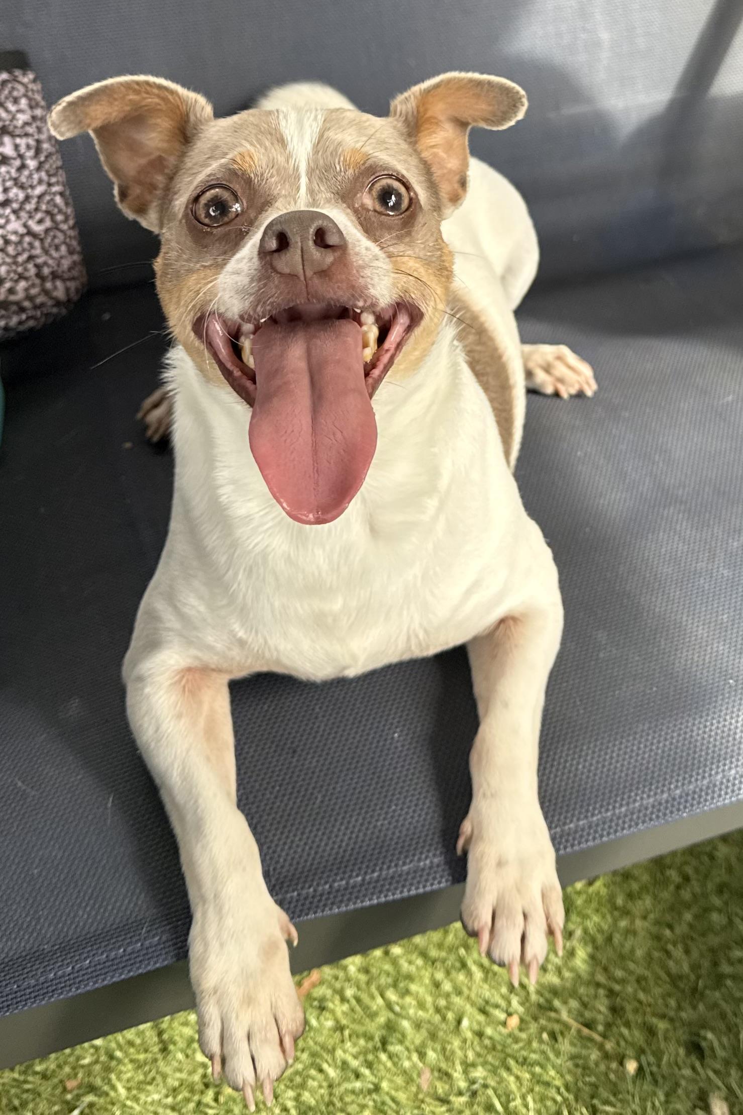 Dudley, Adoptable, Adult Male Chihuahua.
