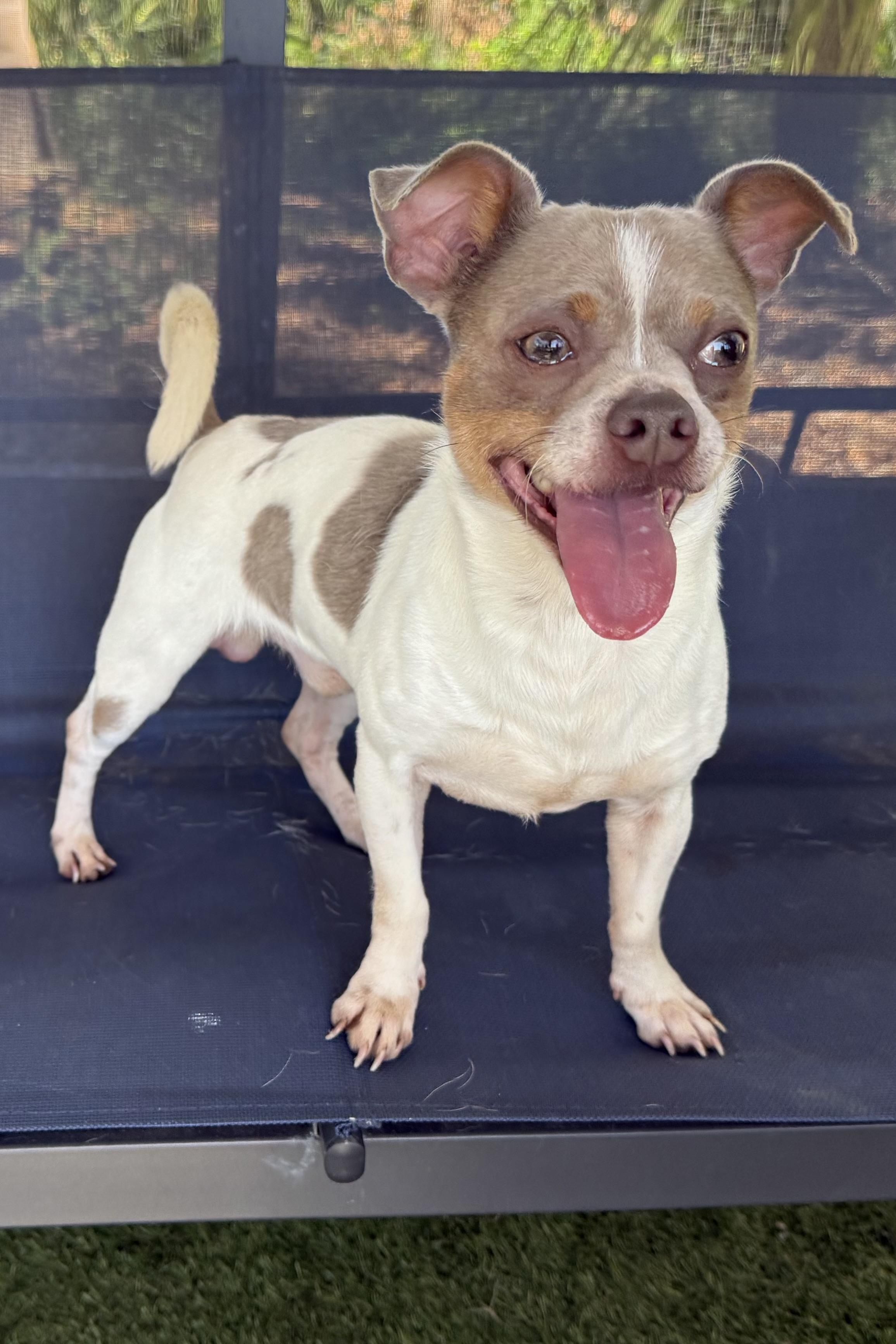 Dudley, a Adoptable mixed breed in Plant City, FL image 2/3