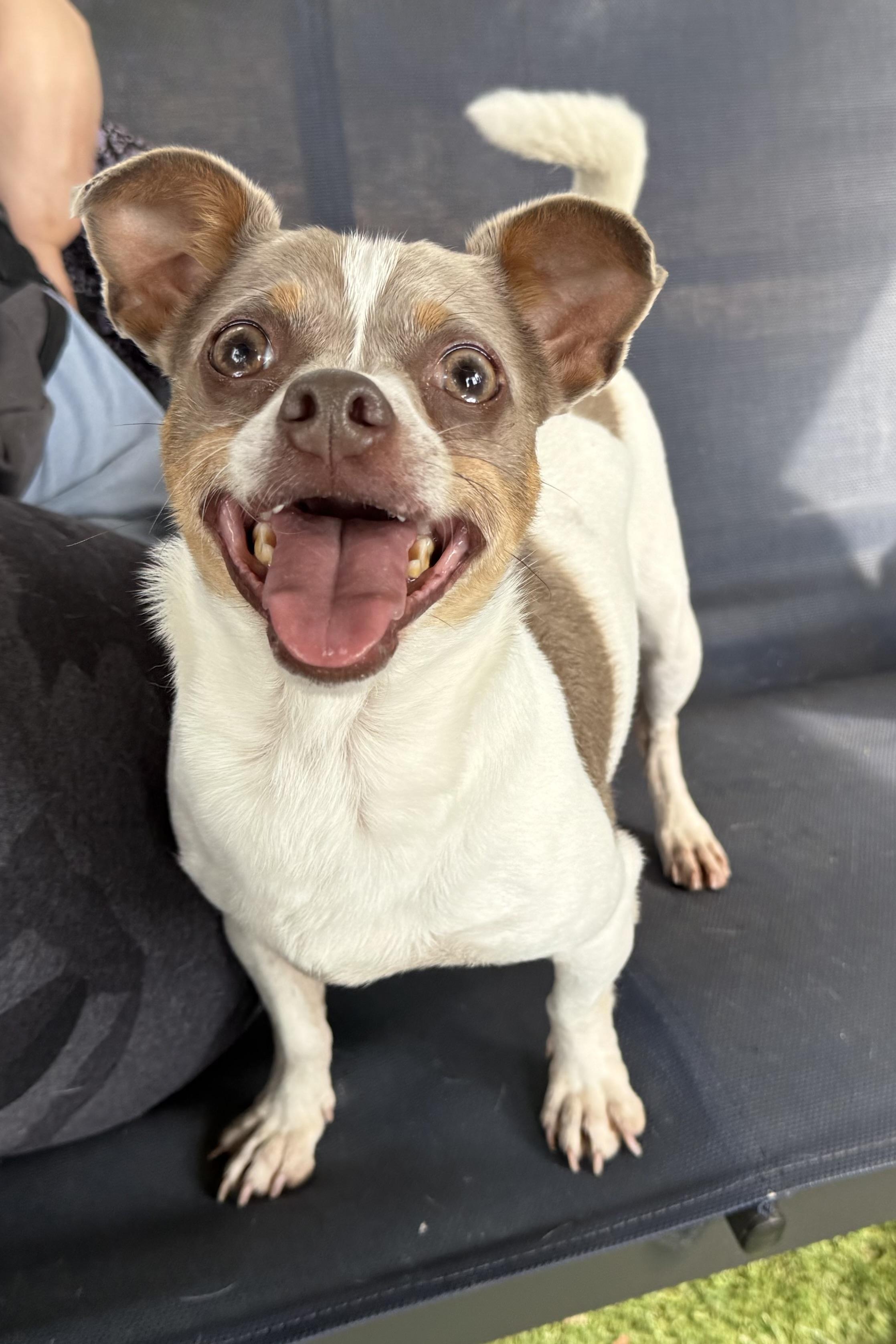 Enlarge Dudley, a Adoptable mixed breed in Plant City, FL image 3/6