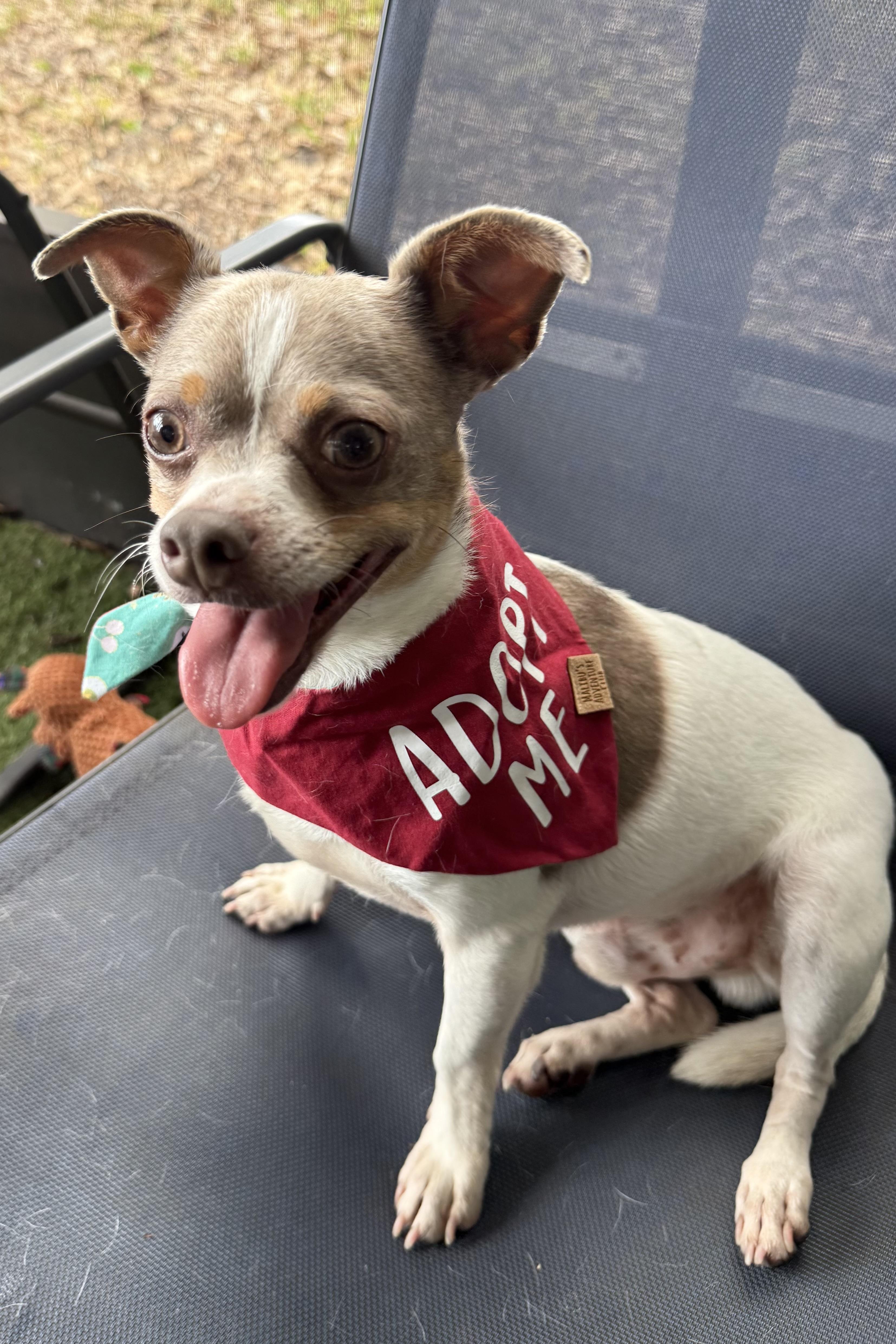 Enlarge Dudley, a Adoptable mixed breed in Plant City, FL image 6/6
