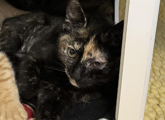 Enlarge NILLA, a Adoptable Domestic Short Hair in Palo Alto, CA image 1/1
