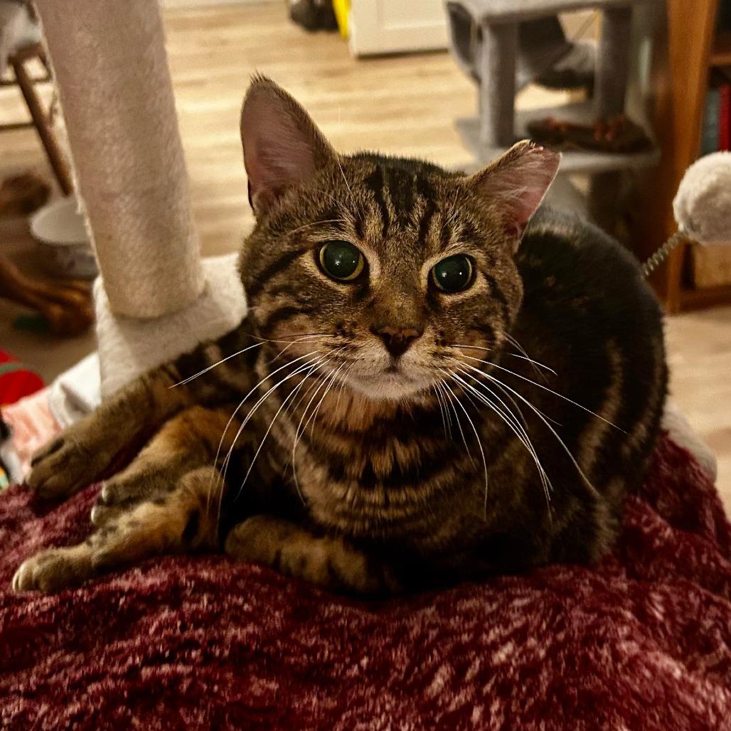 Enlarge Konrad, a Adoptable Domestic Short Hair in Othello, WA image 1/1