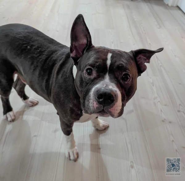 Ferrari, Adoptable, Adult Male Pit Bull Terrier.