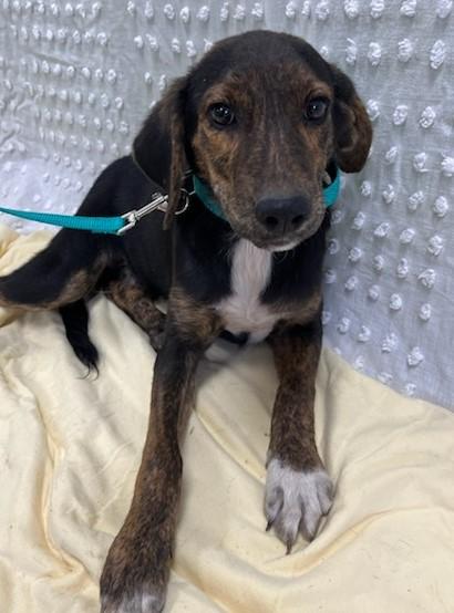 Reggie, Adopted, Puppy Male Labrador Retriever.