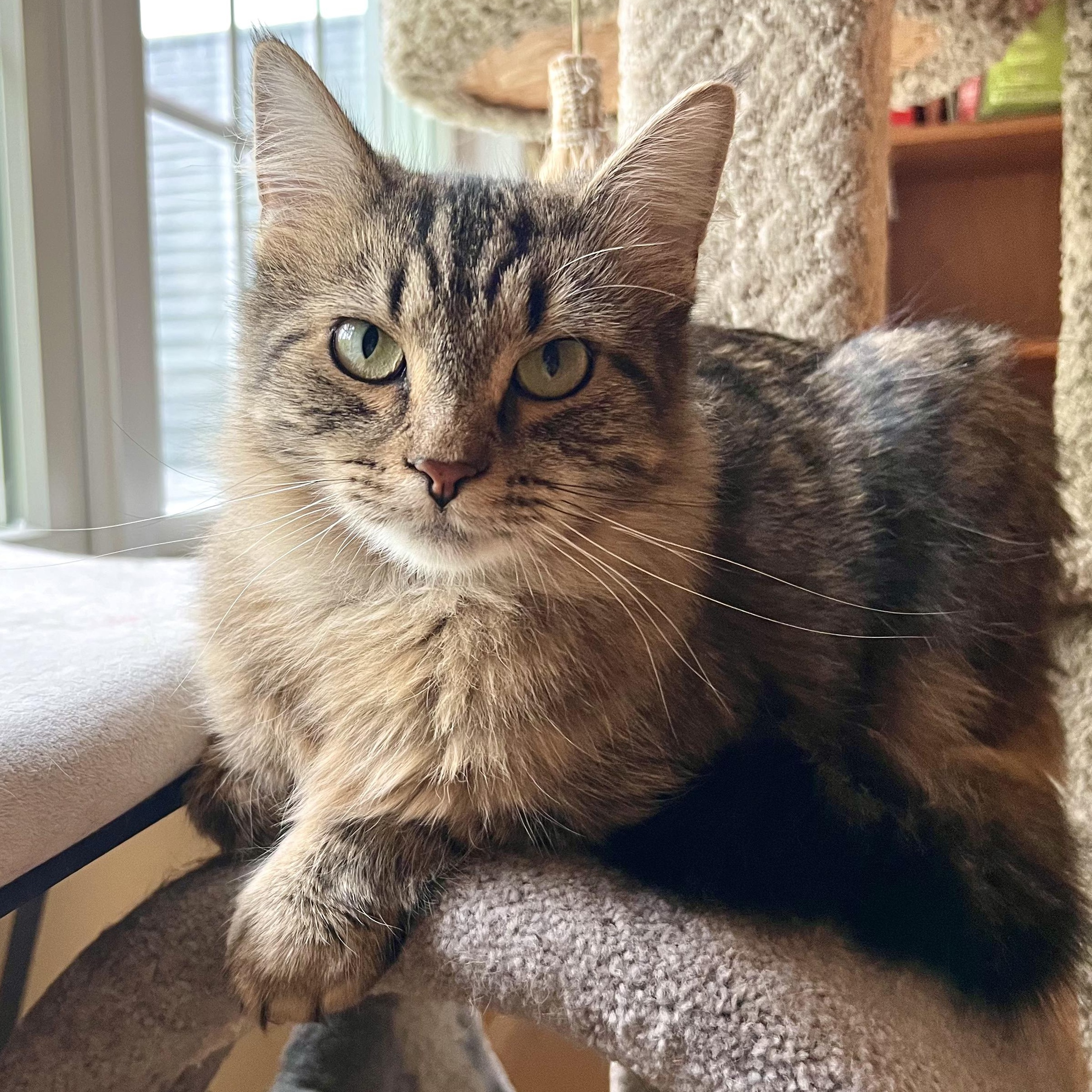 Veronica, ADOPTABLE, Young Female Domestic Medium Hair.