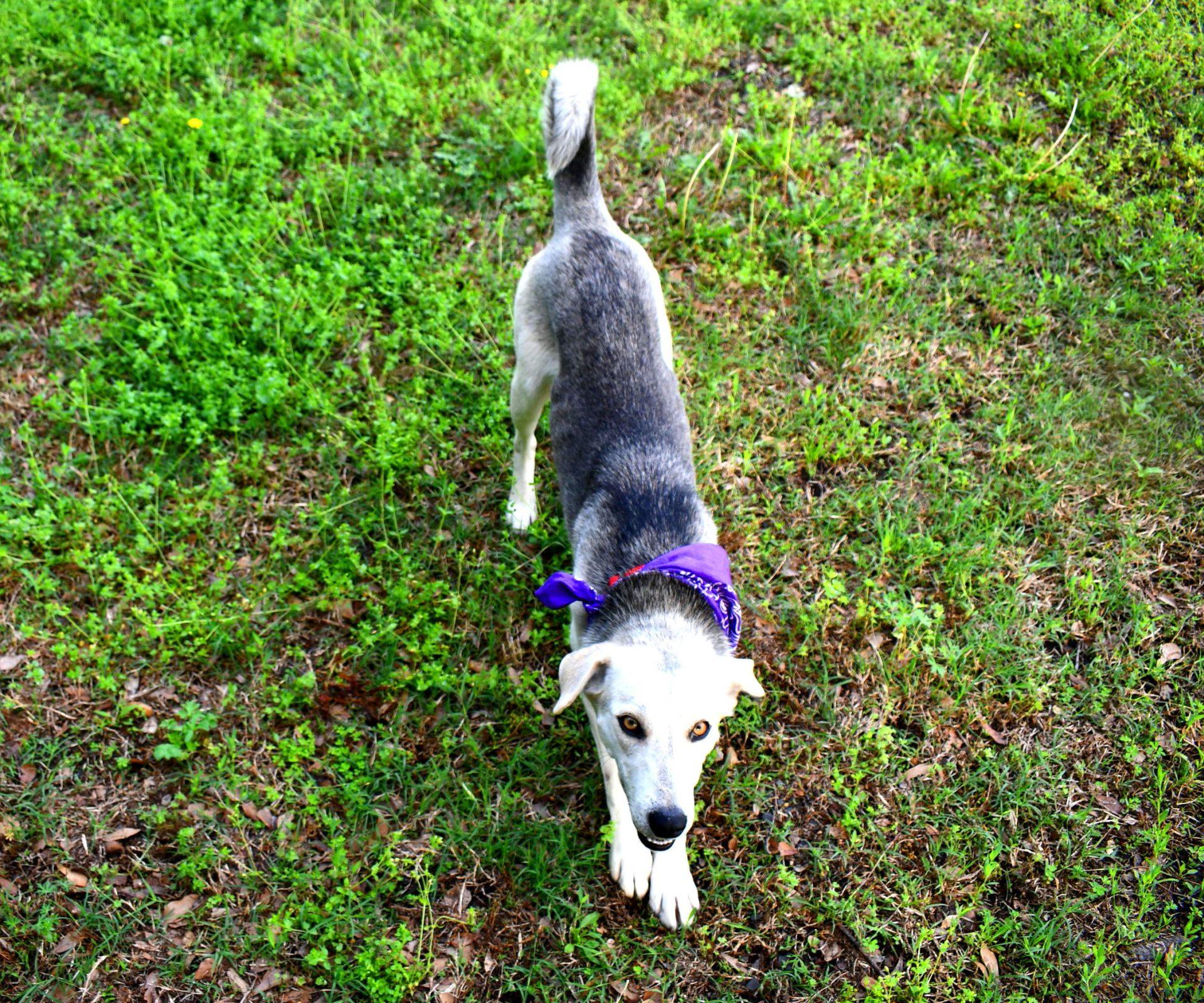 Dixie photo 2