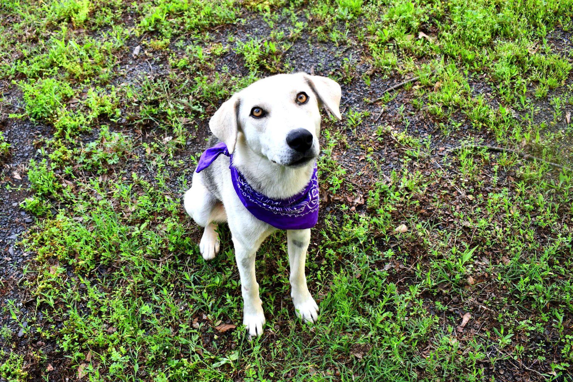 Dixie photo 5