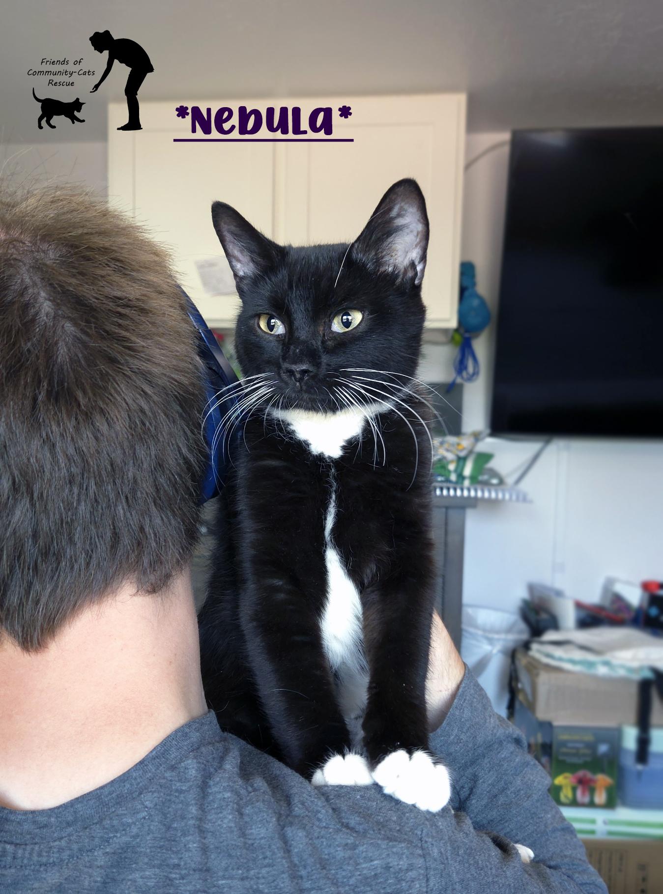 Enlarge Nebula, an adopted Domestic Short Hair in Centerville, UT image 1/1