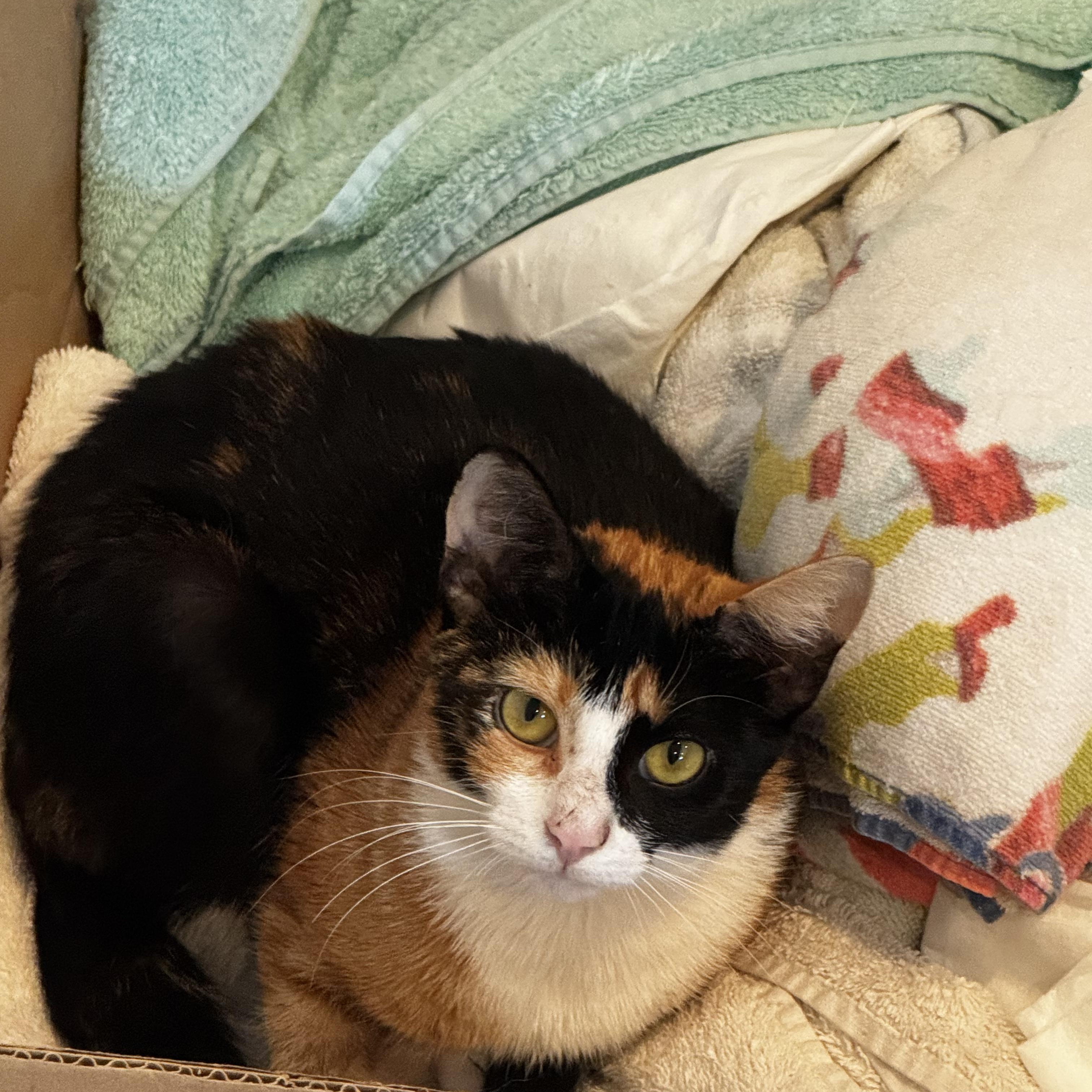 Irsa, a Adoptable mixed breed in Moriches, NY image 3/4