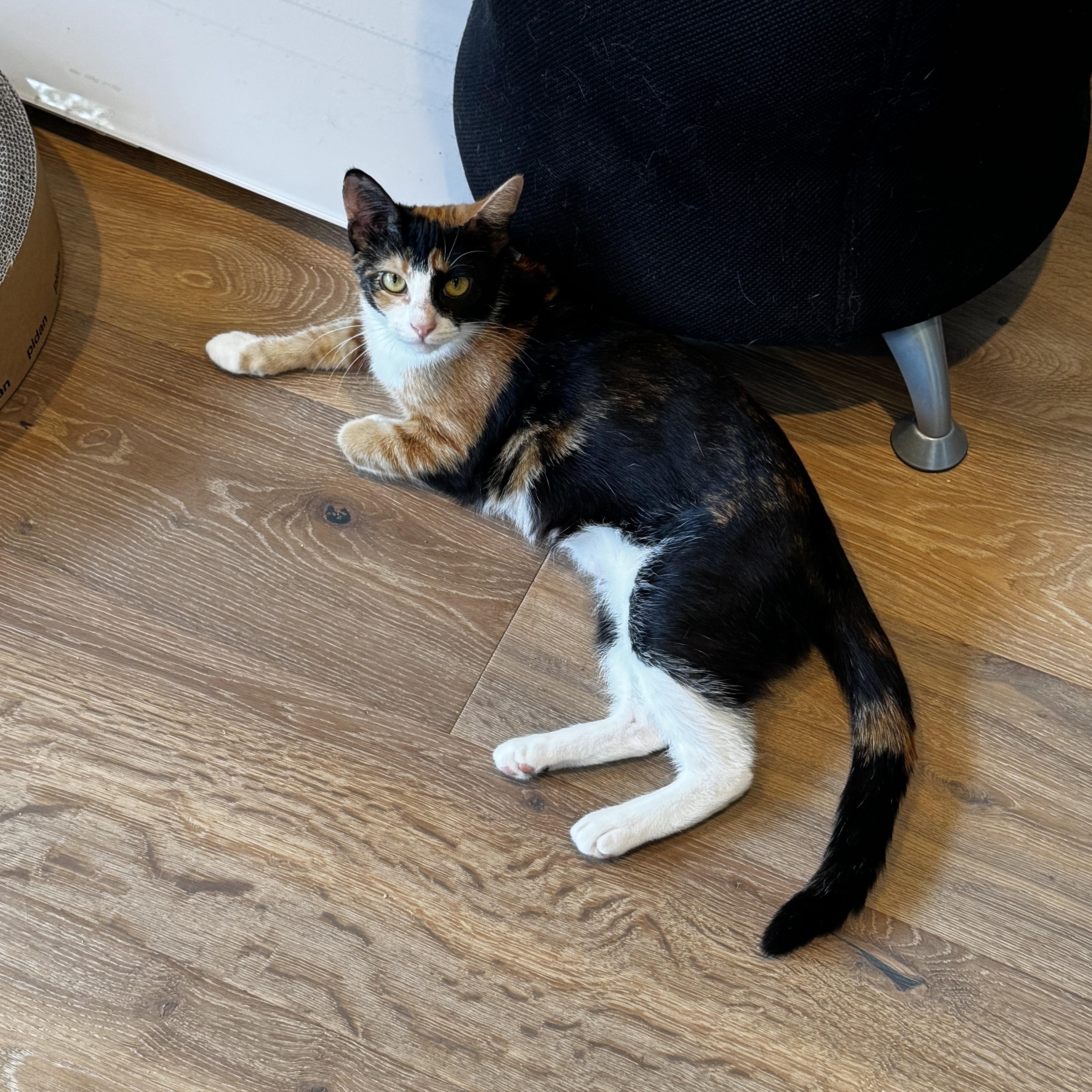 Irsa, Adoptable, Young Female Calico & Domestic Short Hair.