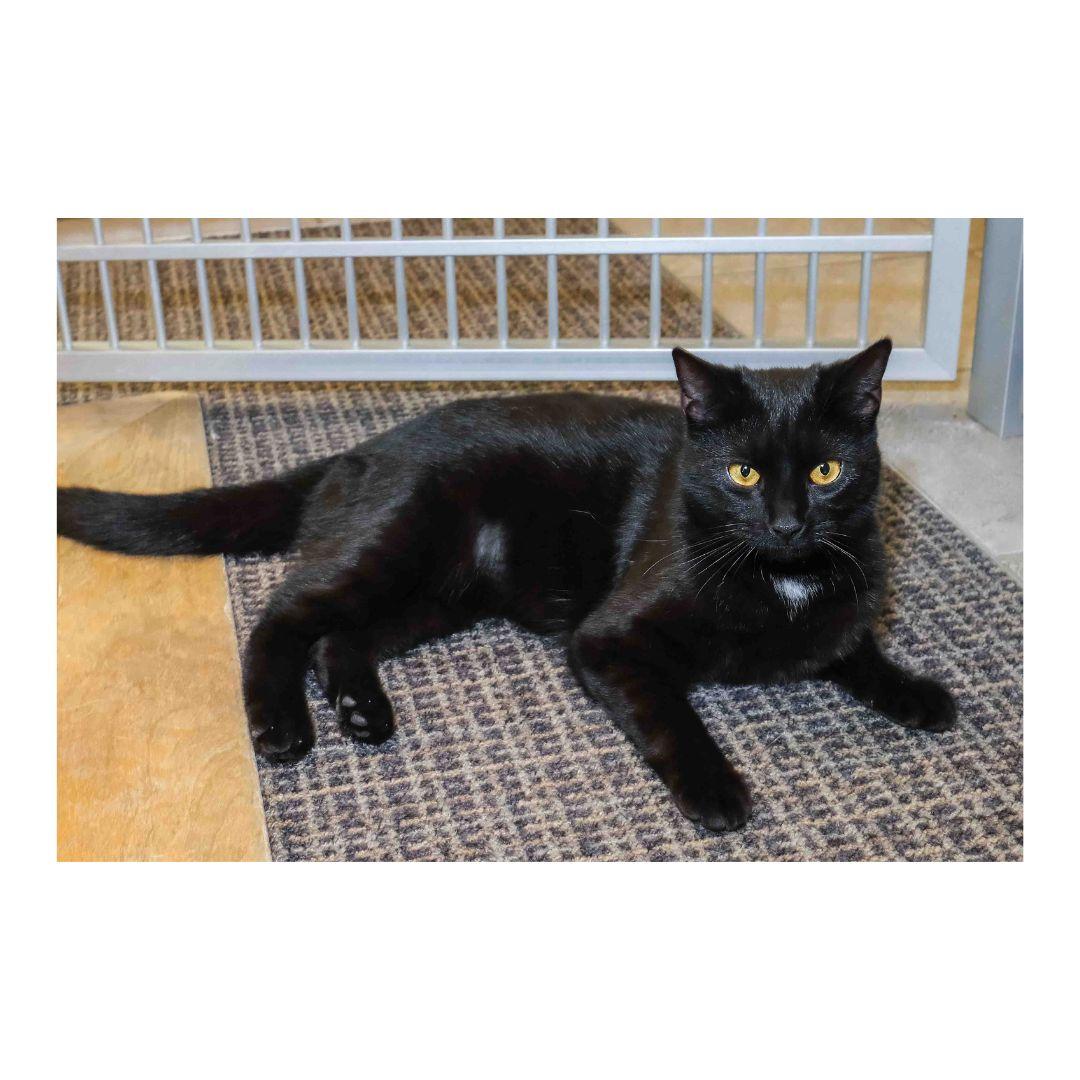 Enlarge Kaleah, an adopted Domestic Short Hair in Stamford, CT image 2/4