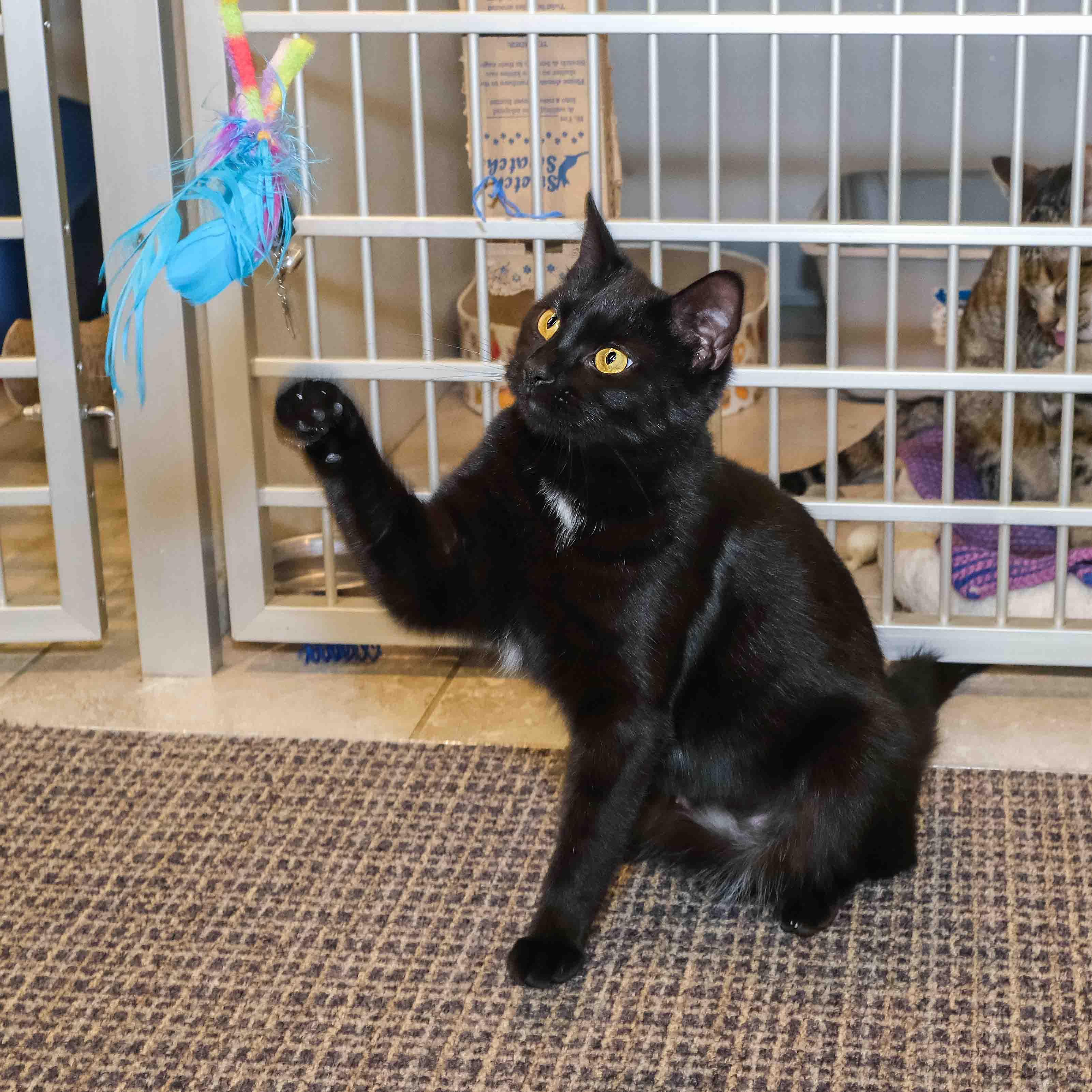 Enlarge Kaleah, an adopted Domestic Short Hair in Stamford, CT image 3/4